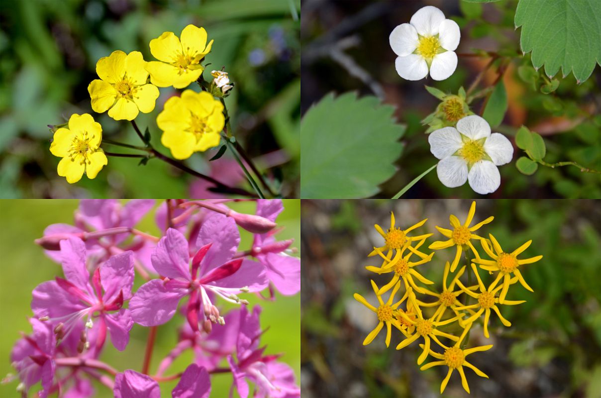 21 Wildflowers On Steep Descent From Citadel Pass Toward The Simpson River On Hike To Mount Assiniboine